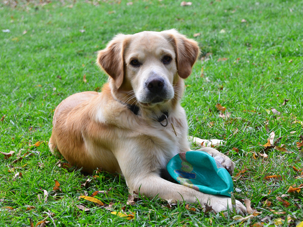 hund sitzt auf der wiese