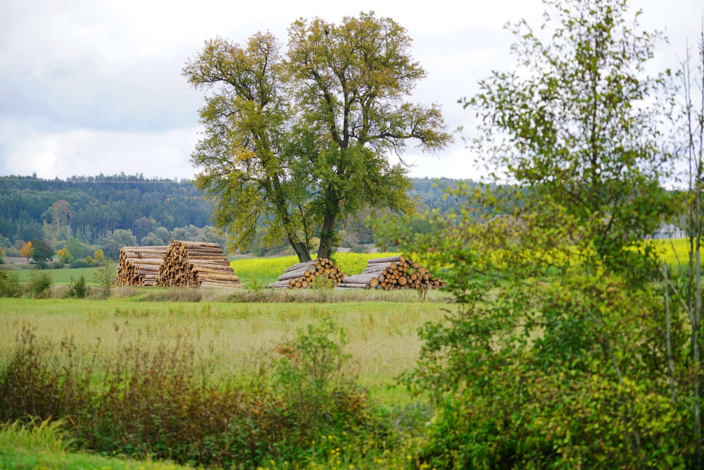 holzstapel in landschaft