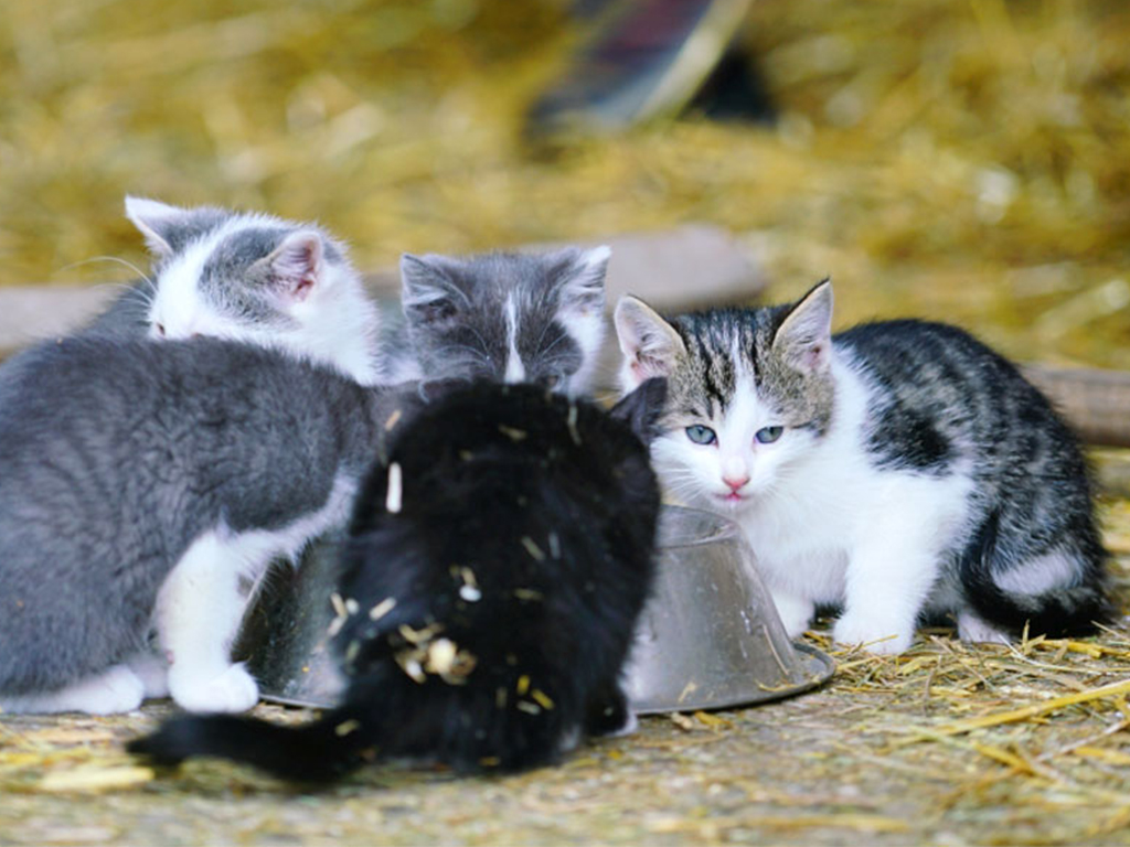 gruppe kleiner katzenkinder