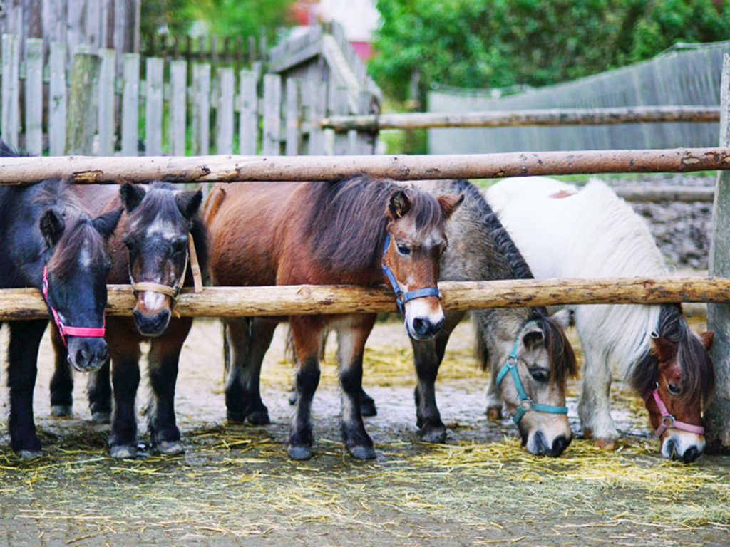 ponys stehen aufgereiht nebeneinander