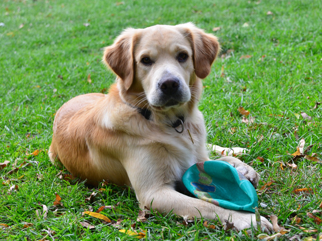 hofhund mila sitzt auf der wiese mit ball