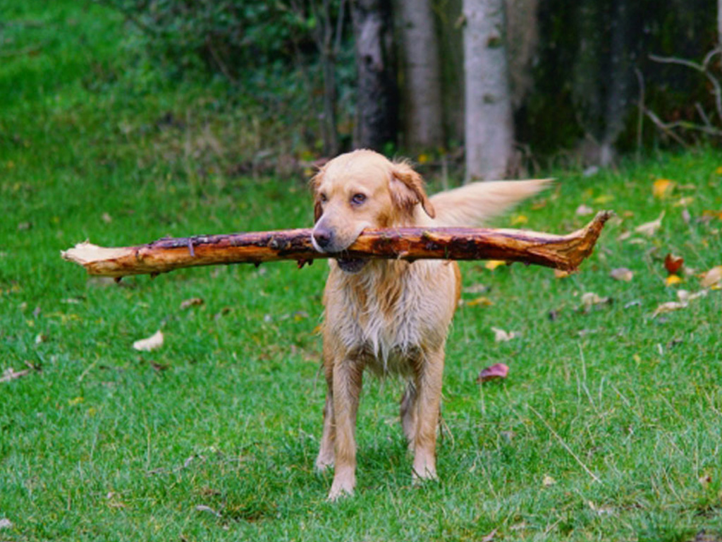 hofhund trägt einen dicken stock im maul