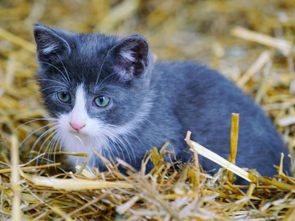 kleine katze sitzt im stroh