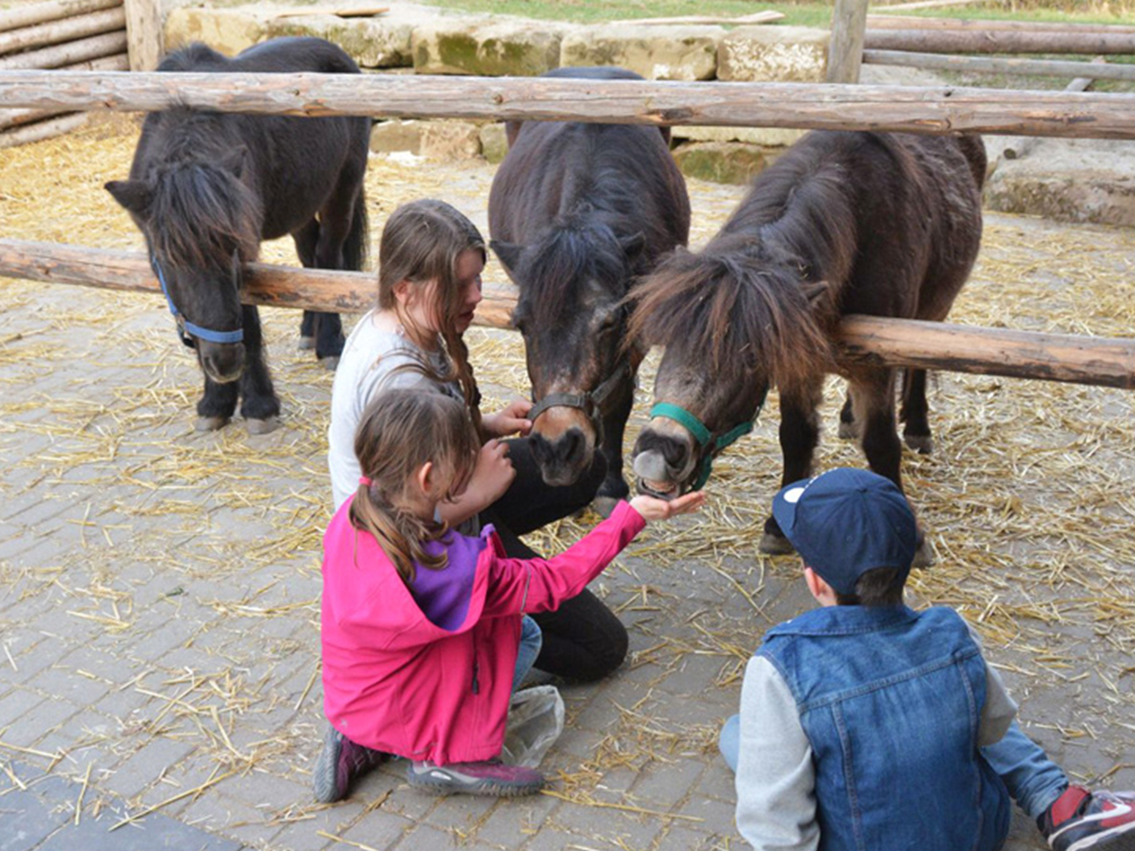 kinder füttern pferde