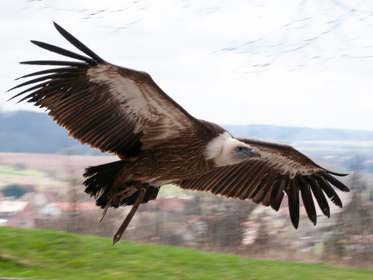 raubvogel im flug