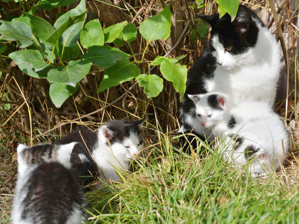 Katzenfamilie