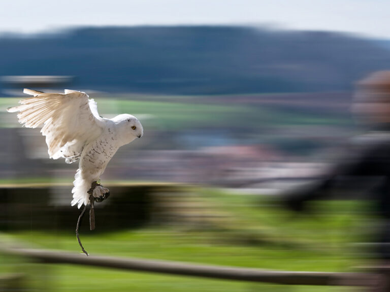 weiße Eule im Flug