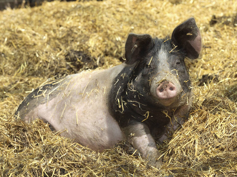 schäbisch hällisches schwein liegt im stroh