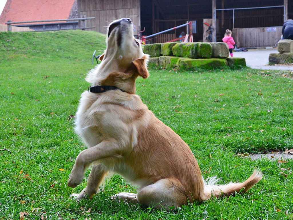 hofhund mila schaut nach oben