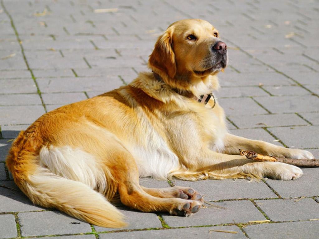 hofhund liegt auf dem plaster