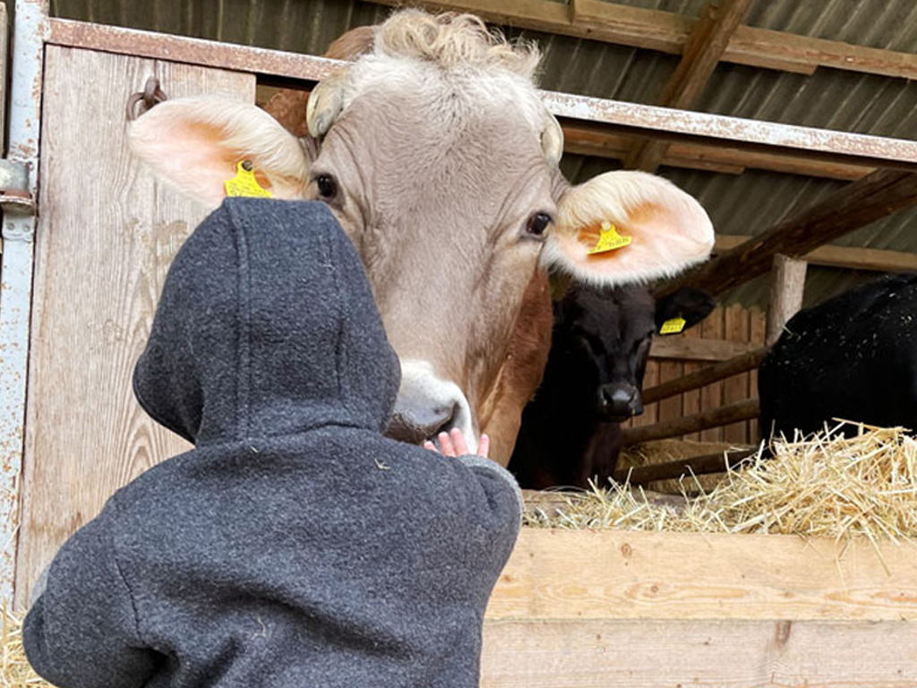 kleines kind streichelt braune kuh