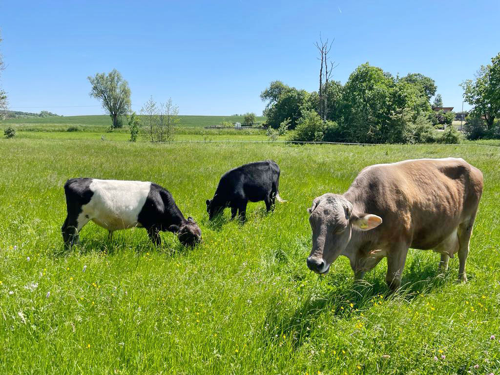drei kühe weiden auf der wiese