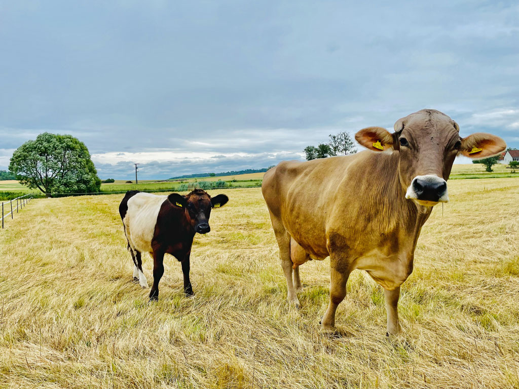 grosse braune kuh mit kalb auf der weide