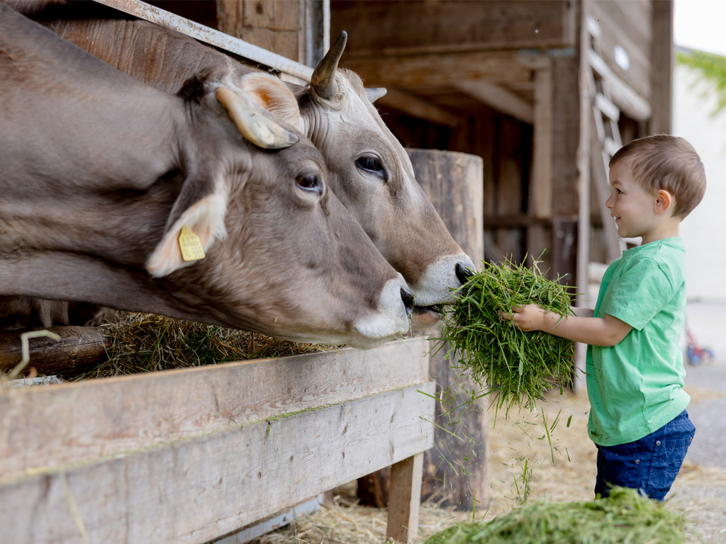 Kind füttert zwei Kühe mit Gras