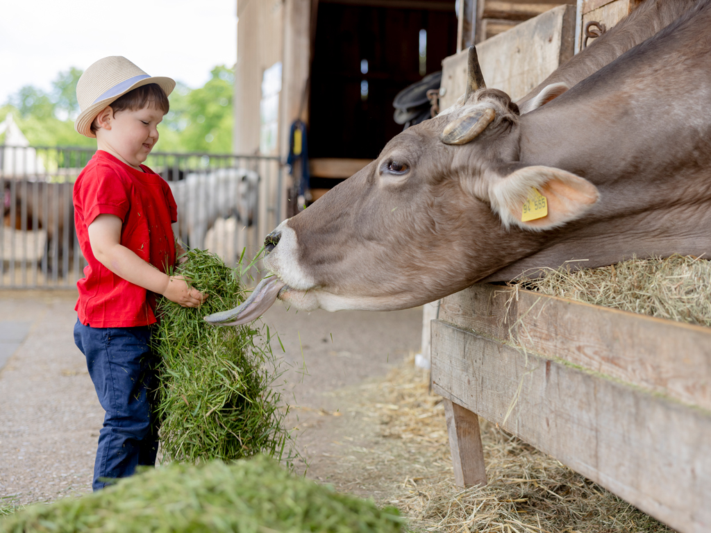 Junge füttert die Kuh