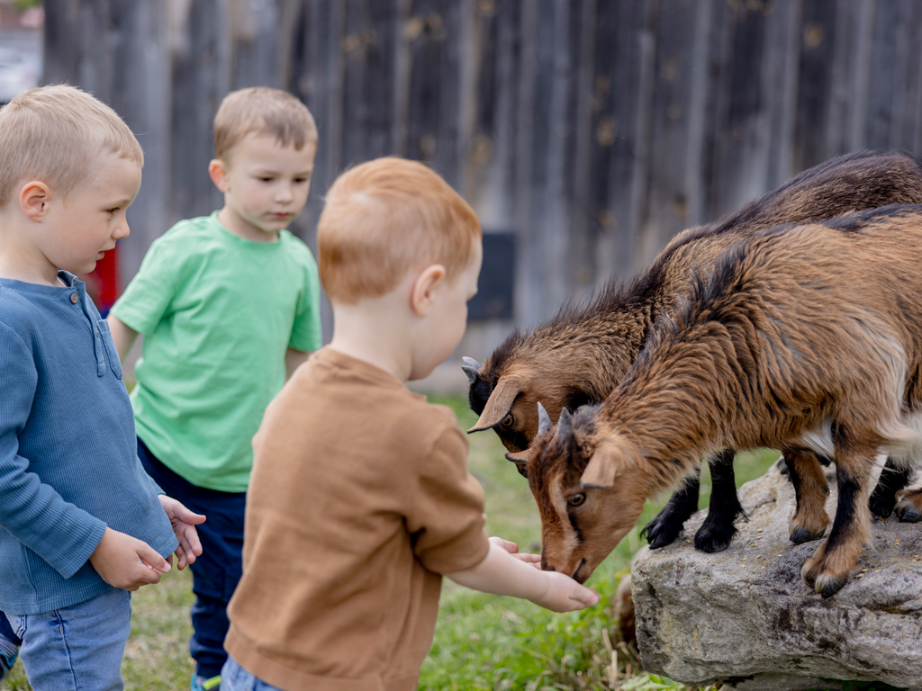 Drei Kinder füttern Ziegen