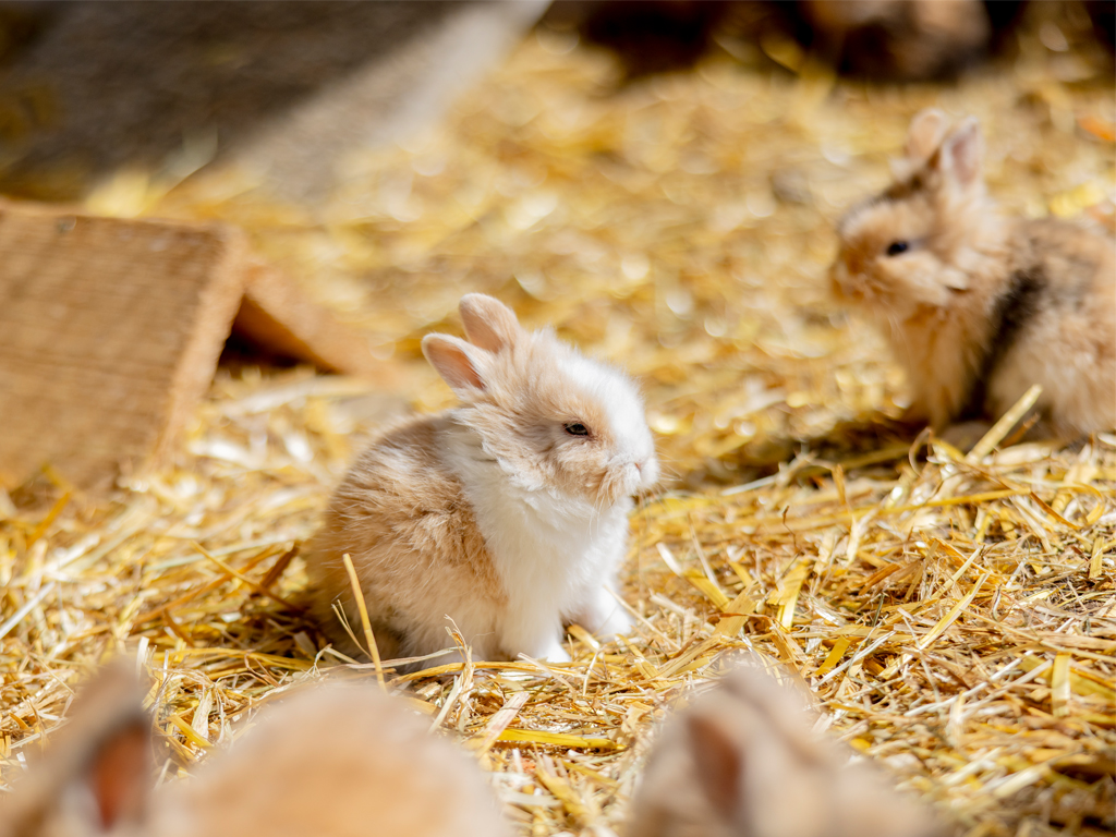 kleine Hasen im Heu