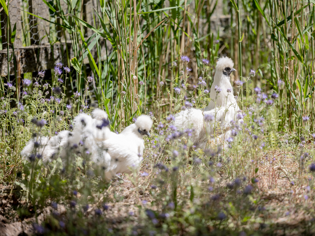 weisse Hühner laufen durchs Gras