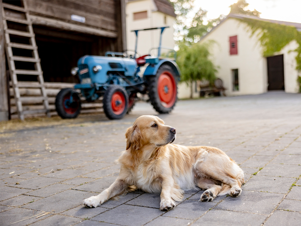 Hund Mila sitzend auf dem Hof