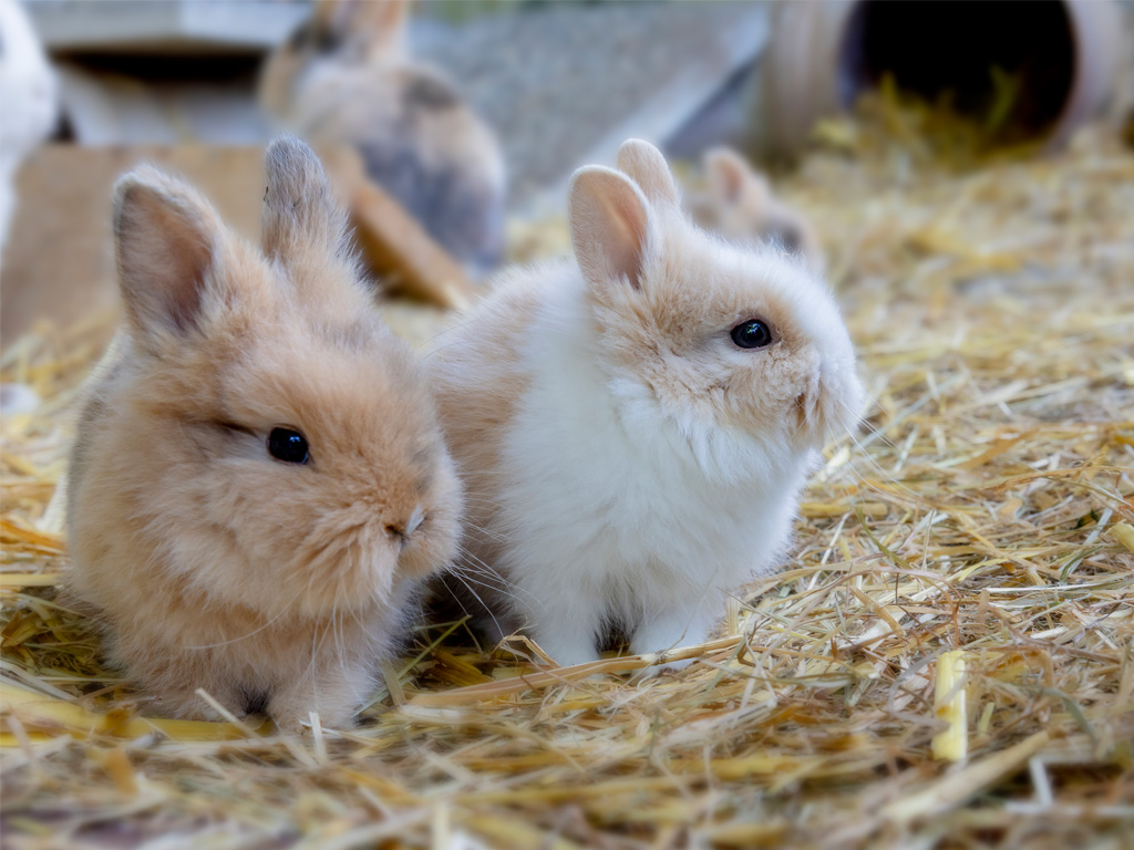 zwei kleine Kanninchen