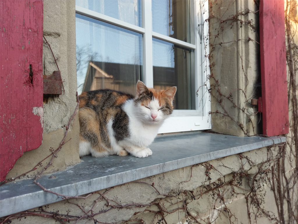 Katze sitzt auf der Fensterbank