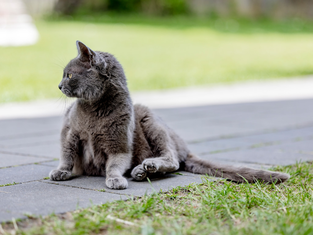 Katze sitzt auf dem Weg