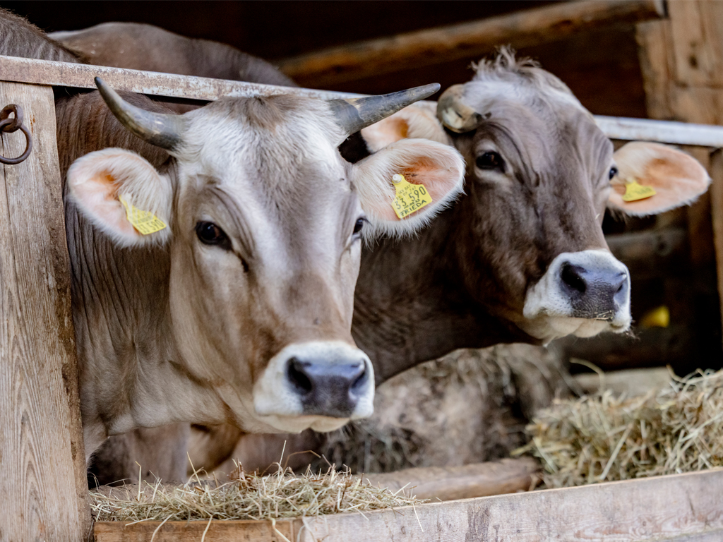 zwei braune Kühe schauen durch das Gatter