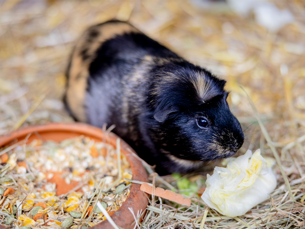 Meerschweinchen ist Salat