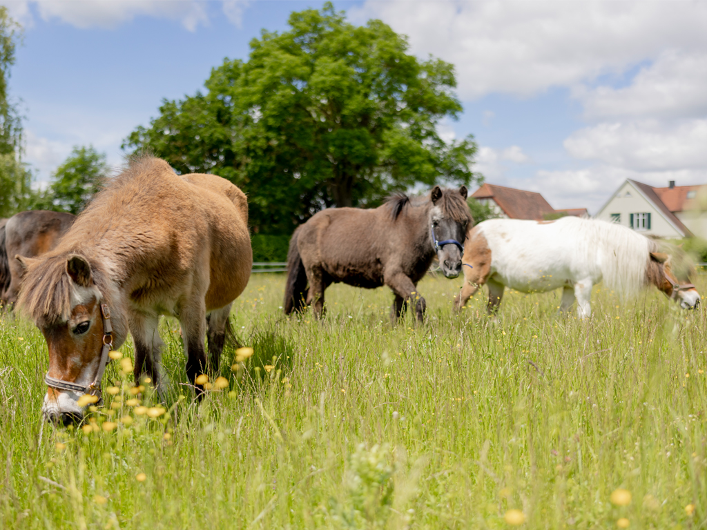 Ponys weiden im Gras