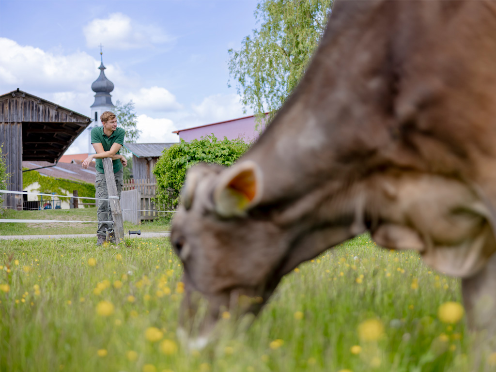Kuh weidet und Bauer schaut zu