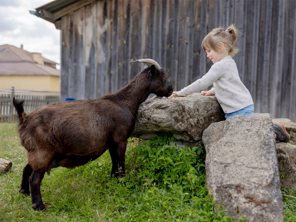 kleines Mädchen füttert eine Ziege