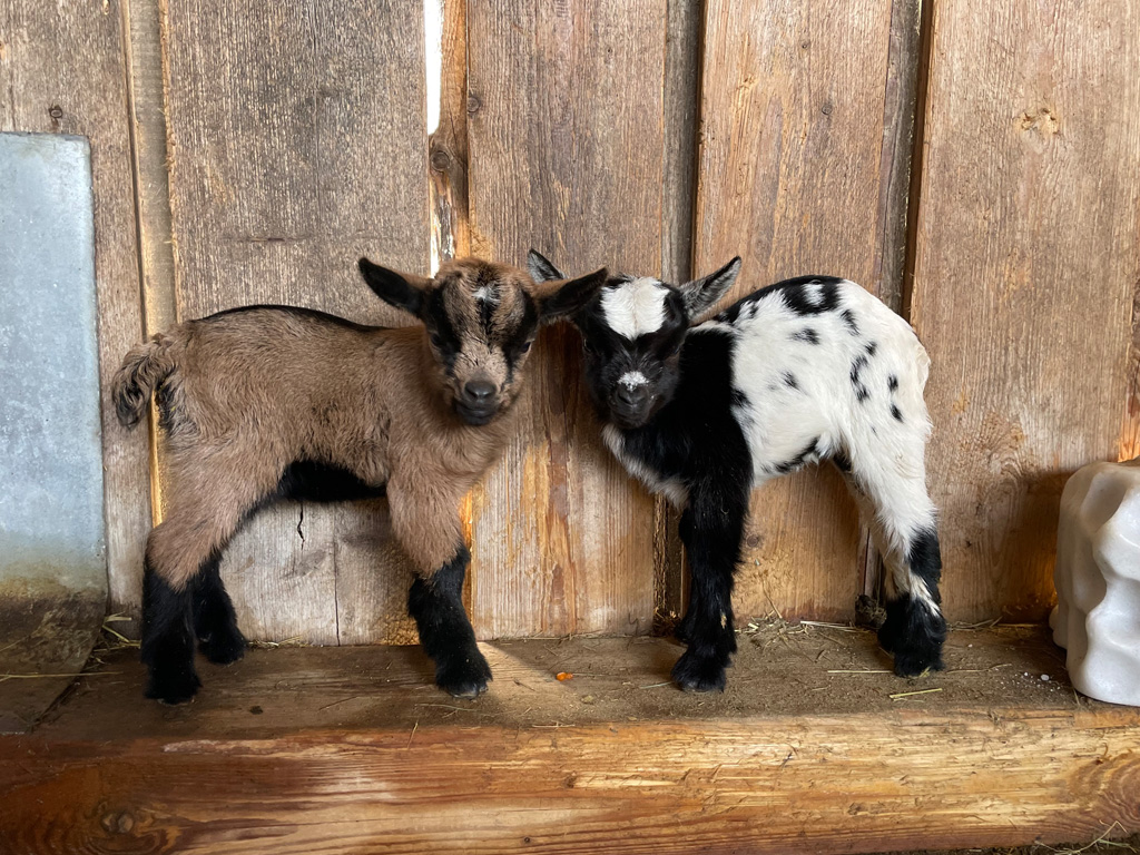 zwei kleine Ziegen