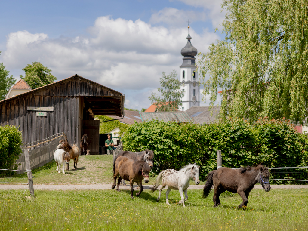 mehrere Ponys haben auf der Wiese Auslauf